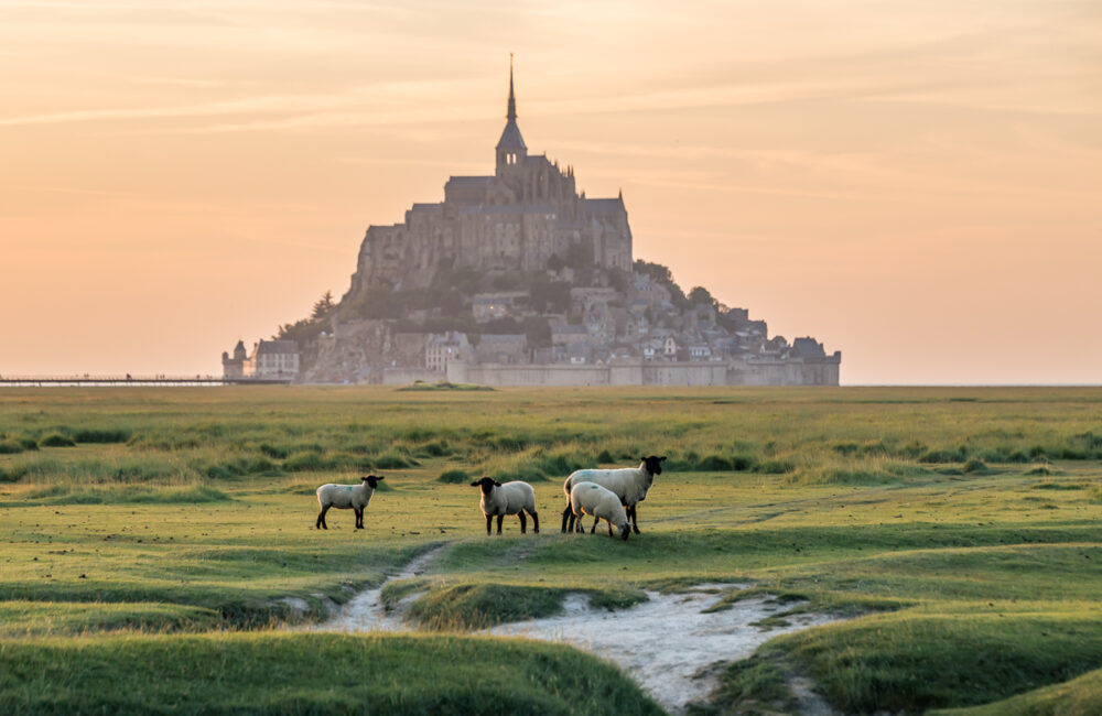 Mont Saint Michel in der Normandie in Frankreich mit Schafen im Vordergrund. Foto: Kerstin Bittner