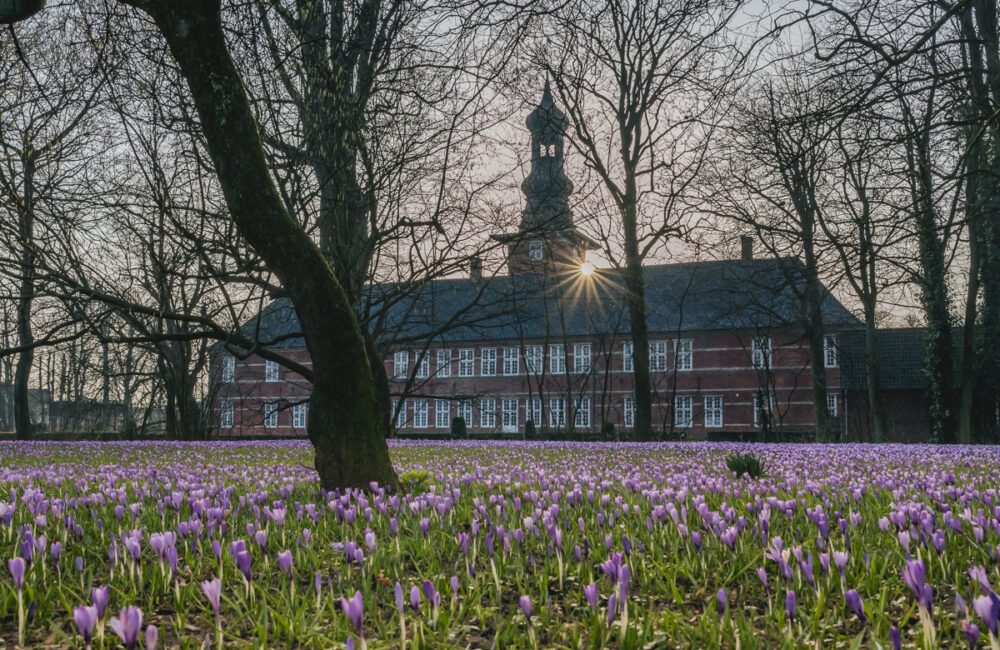 Krokusblüte vor dem, Schloss in Husum. Foto: Kerstin Bittner