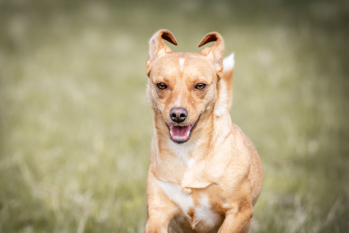 You are currently viewing Halstenbek | Liebe auf vier Pfoten