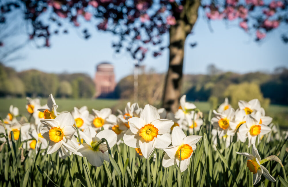 Frühling im Hamburger Stadtpark. Foto: Kerstin Bittner