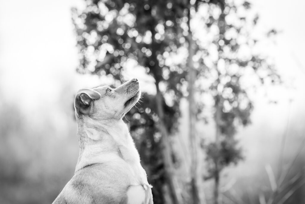 Hund schaut einen Menschen an. Foto: Kerstin Bittner
