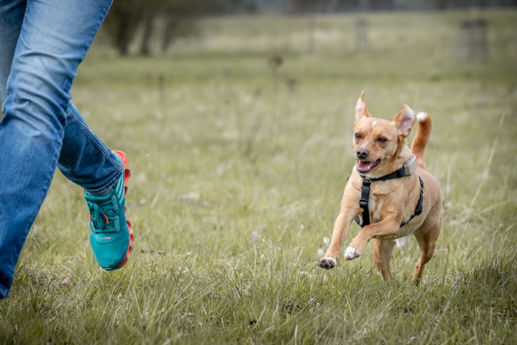 Hund mit Herrchen beim Spielen. Foto: Kerstin Bittner