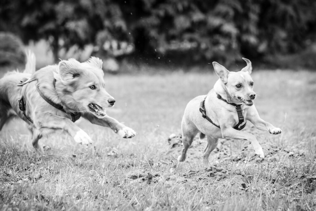 Hund mit anderem Hund beim Spielen. Foto: Kerstin Bittner