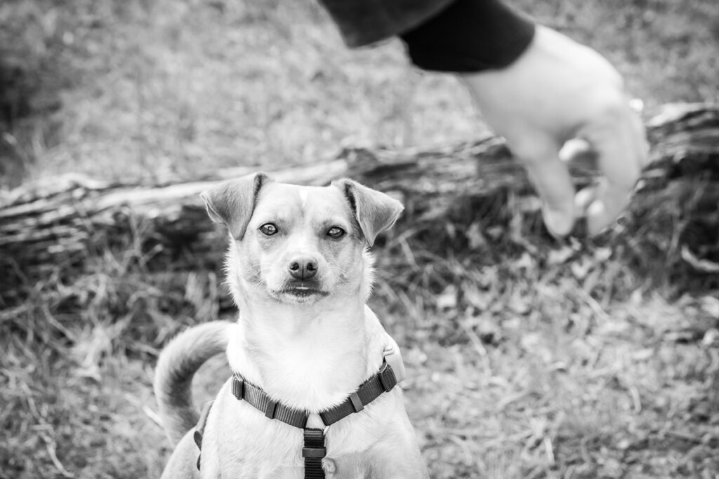 Hund mit Herrchen beim Spielen. Foto: Kerstin Bittner