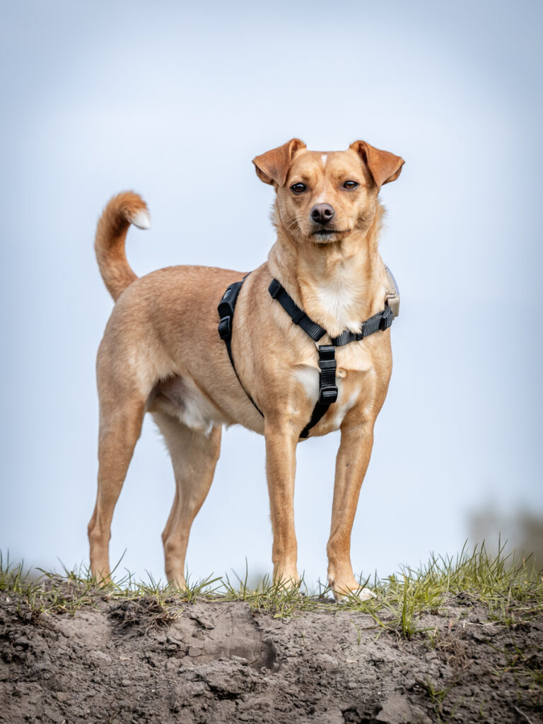 Porträt Hund. Foto: Kerstin Bittner