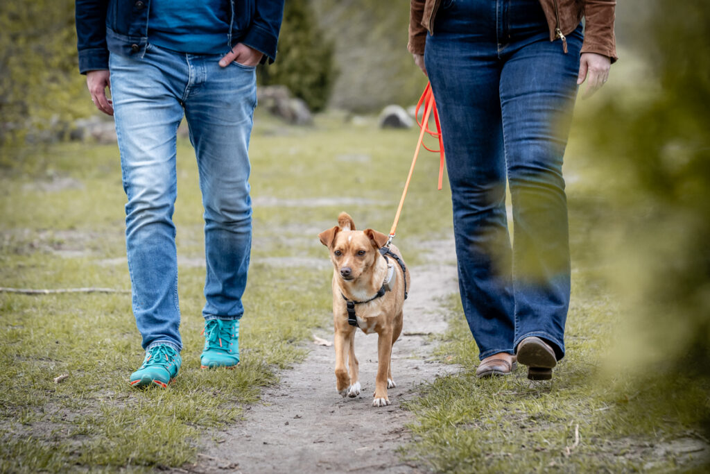 Hund auf einem Spaziergang. Foto: Kerstin Bittner