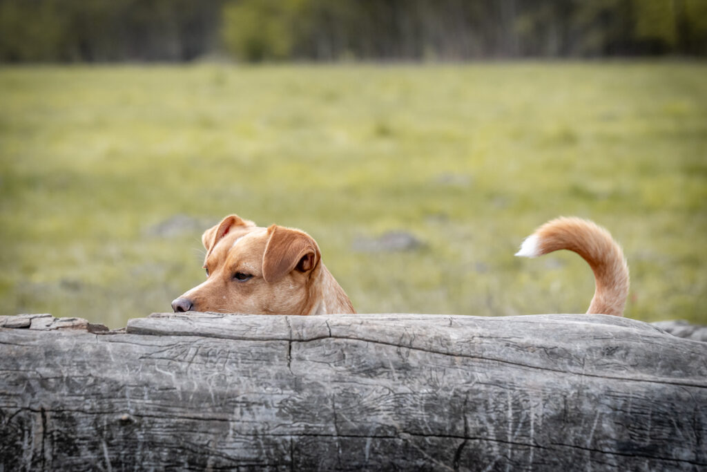 Hunde von der Seite. Foto: Kerstin Bittner