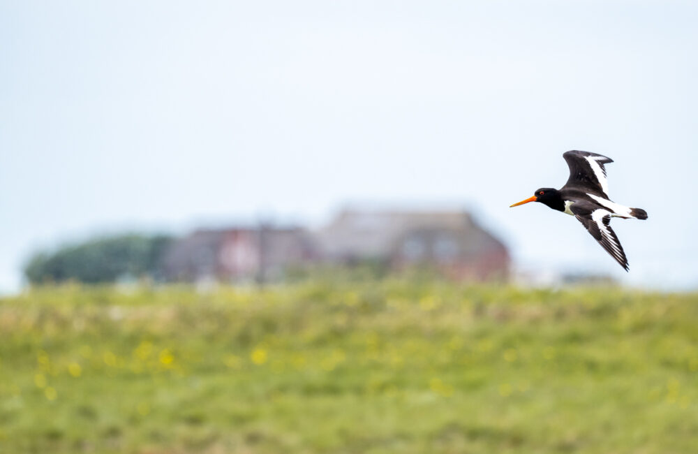 001_20260728_Langeneß-37 Austernfischer vor Warft auf der Hallig Langeneß. Foto: Kerstin Bittner