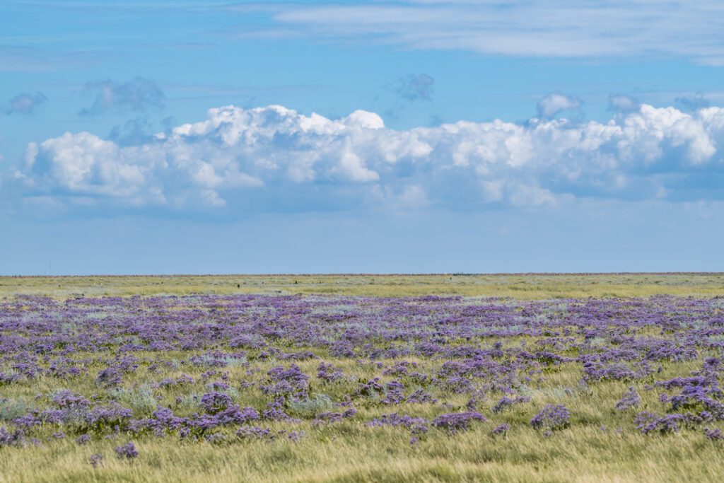 Strandfliederblüte auf Hallig Langeneß. Foto: Kerstin Bittner