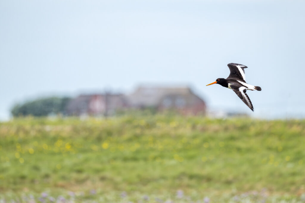 Austernfischer auf Hallig Langeneß. Foto: Kerstin Bittner