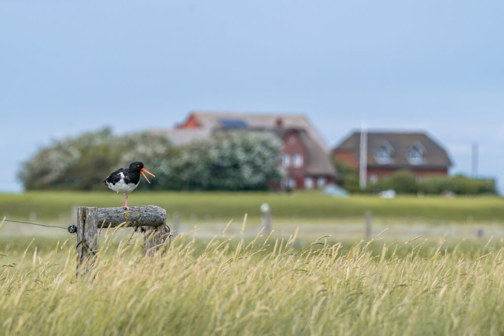 Austernfischer auf Hallig Langeneß. Foto: Kerstin Bittner